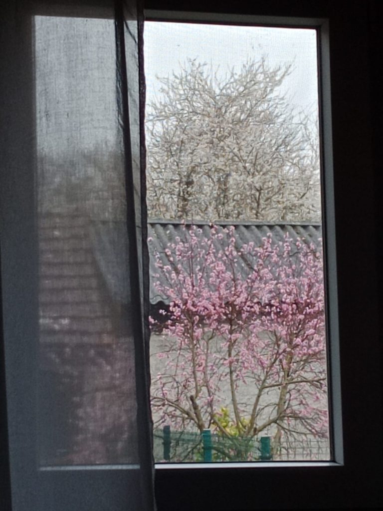 Vistas desde mi ventana: Melocotonero en flor