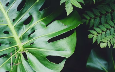 Las plantas en Feng Shui